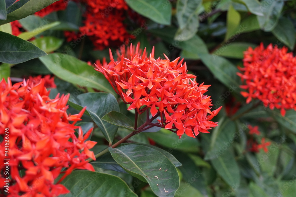 A bunch of red Ixora flower blooming on tree, Closeup shot of Ixora Chinensis flowers, A bunch of red flowers blooming together with a green background A bunch of red Ixora flower blooming on tree, Closeup shot of Ixora Chinensis flowers, A bunch of red flowers blooming together with a green background