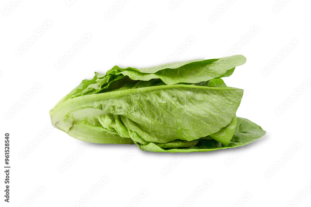 Fresh romaine lettuce leaf isolated on white background Fresh romaine lettuce leaf isolated on white background
