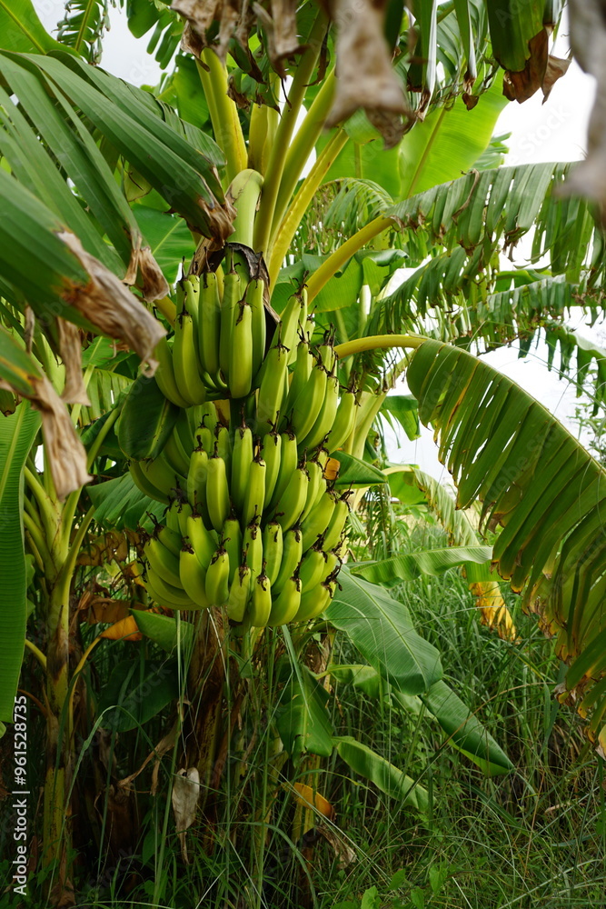 Unripe green banana bunch hanging on a tree, green raw bananas on a farm, Banana fruit cultivation in Asia Unripe green banana bunch hanging on a tree, green raw bananas on a farm, Banana fruit cultivation in Asia