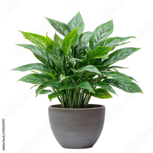 Chinese Evergreen Indoor Plant front view isolate on transparency background photo