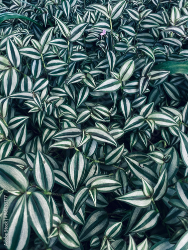  beautiful leaves of tropical plant