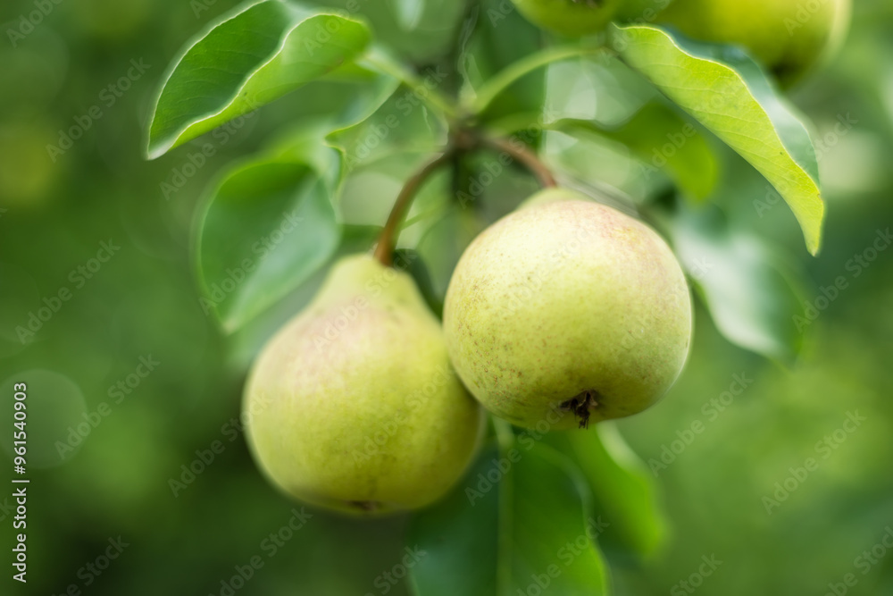 pears growing on a pear tree. pear garden selective focus. pears growing on a pear tree. pear garden selective focus.