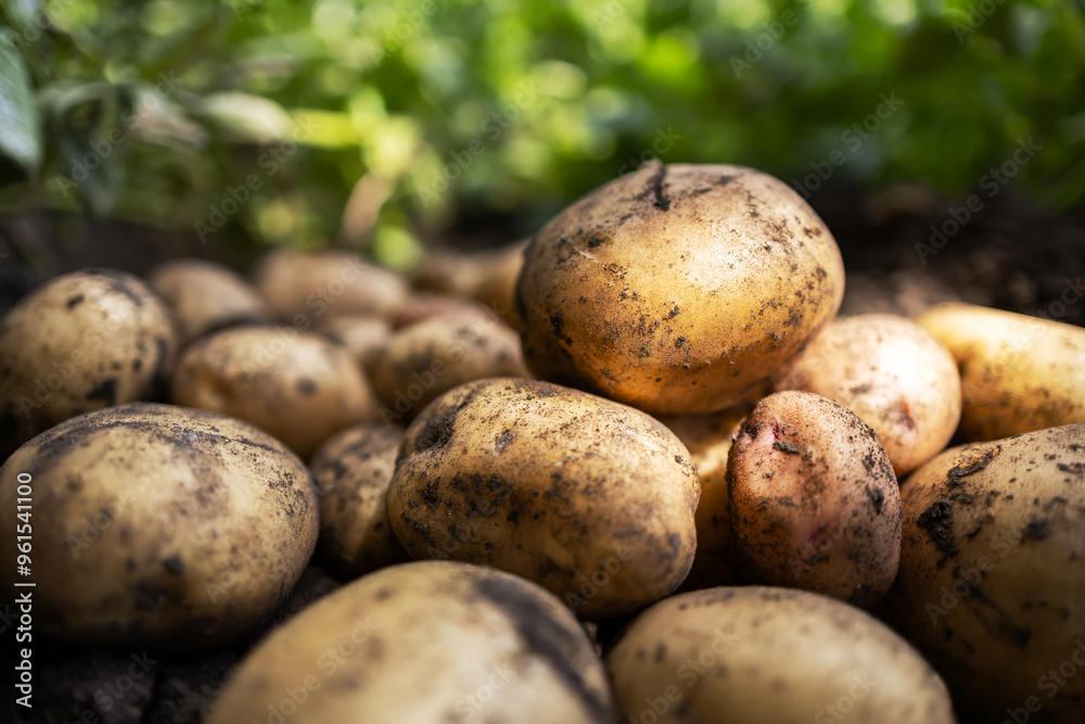 Fresh organic potatoes growing in a garden with lush green plants. Fresh organic potatoes growing in a garden with lush green plants.