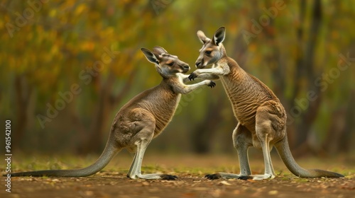 A kangaroo looking like it's boxing with another kangaroo photo