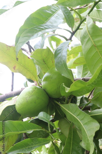 Pouteria caimito fruit on tree in farm photo