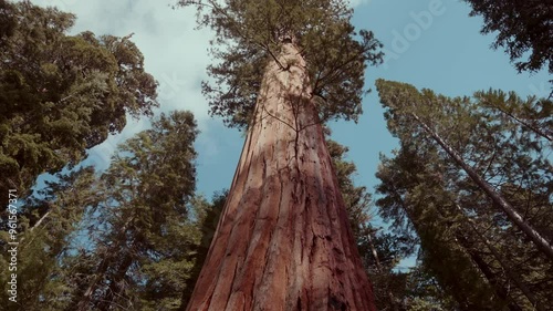 Huge old tree with a clear blue sky background.
