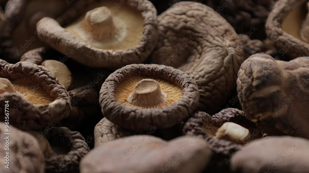 Mushroom Mushroom