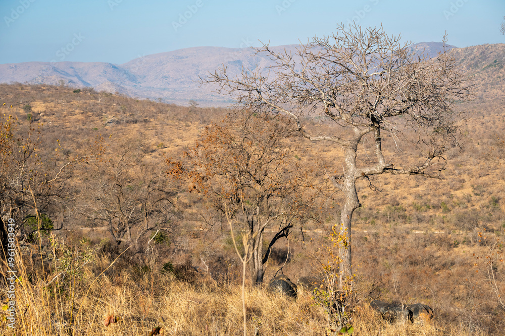 African savannah and bushveld landscapes in Game reserves like Kruger Park and the Serengeti, African bushveld and wilderness.