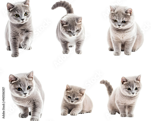 Cute Gray Cat Collection with Different Poses, Isolated on a Transparent PNG Background 