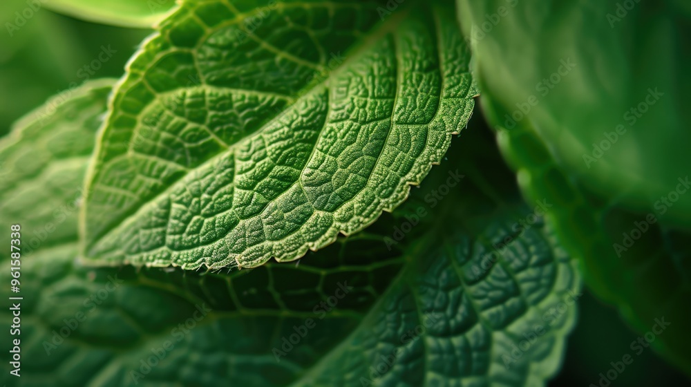 Green Leaves Close-Up Photo Captures Minute Details and Natural Vibes.