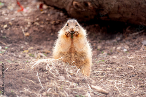 prairie dog eating cute  photo