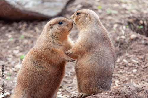 cute prairie dogs embracing