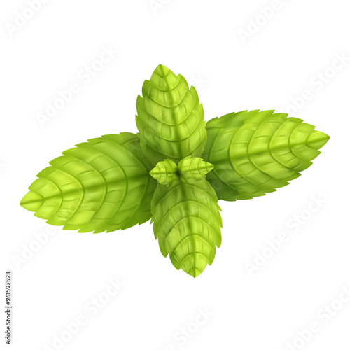 Fresh green mint leaves, for decoration lemonade or mojito, vector menthol leaf.