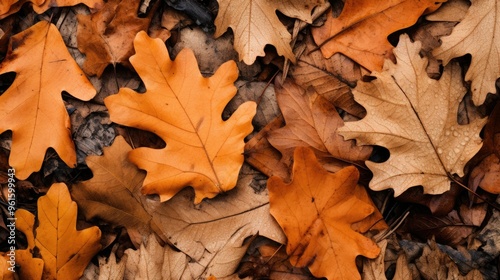 A close-up of fallen autumn leaves, showcasing their intricate textures and warm colors.