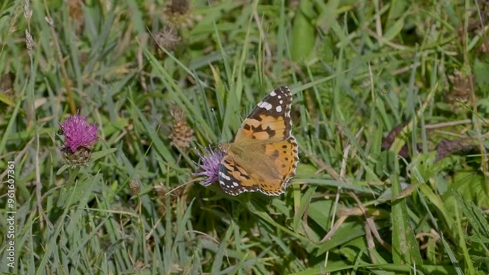 Painted Lady Butterfly Feeding. Wings Open Painted Lady Butterfly Feeding. Wings Open