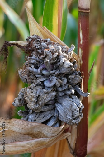 Close up of Corn smut - plant disease caused by pathogenic fungus Mycosarcoma maydis. In Mexico, it is considered a delicacy, called huitlacoche. photo