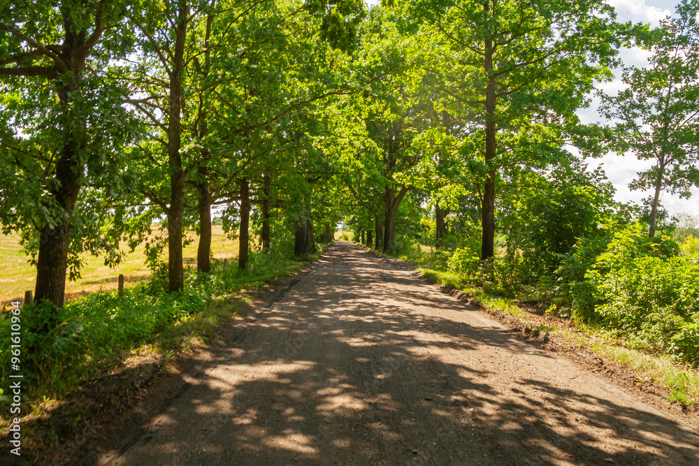 Forest rural road surrounded by trees in summer | Wiejska leśna droga otoczona drzewami letnią porą Forest rural road surrounded by trees in summer | Wiejska leśna droga otoczona drzewami letnią porą