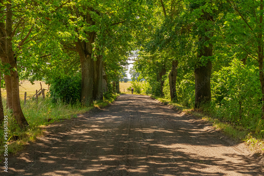 Forest rural road surrounded by trees in summer | Wiejska leśna droga otoczona drzewami letnią porą Forest rural road surrounded by trees in summer | Wiejska leśna droga otoczona drzewami letnią porą