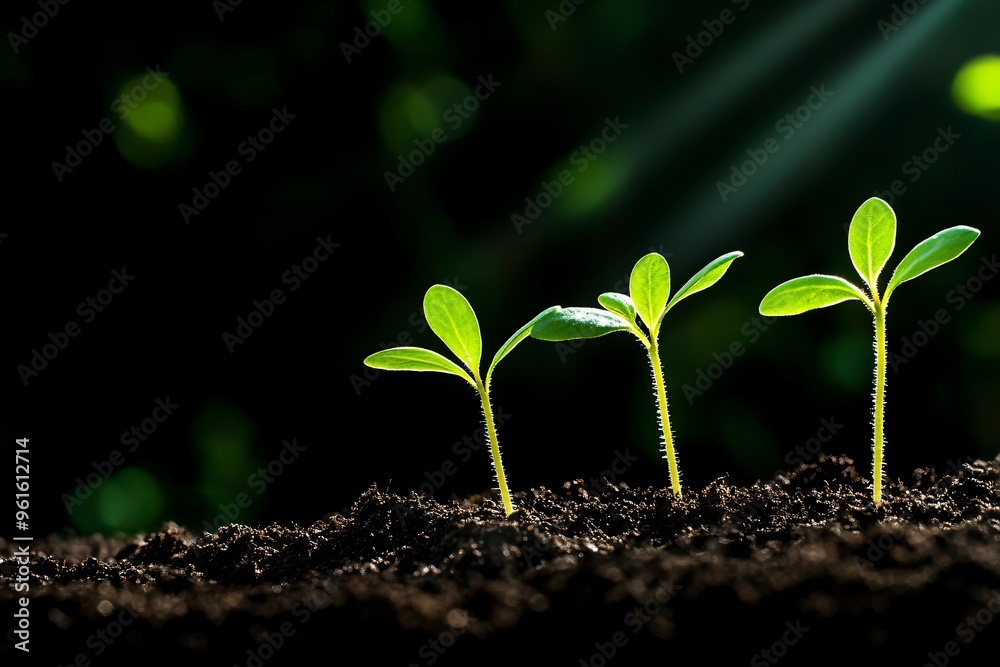 Fototapeta premium Three Green Seedlings Emerging from Dark Soil