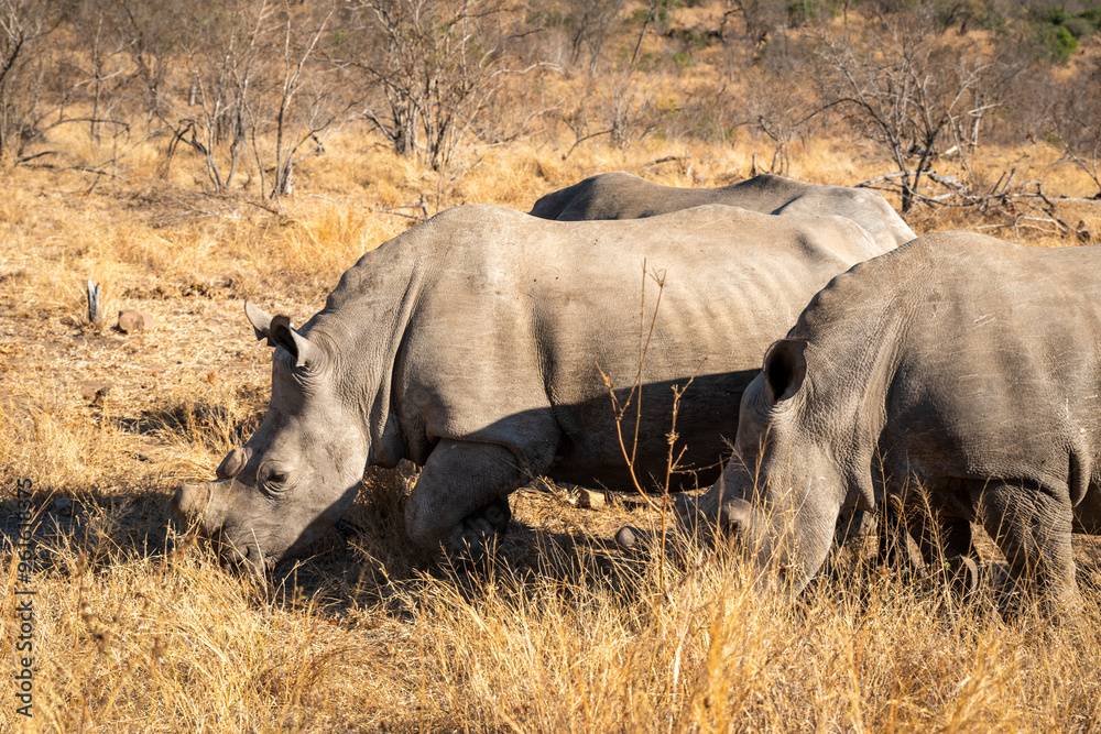 rhinoceros on safari in the Kruger Park South Africa