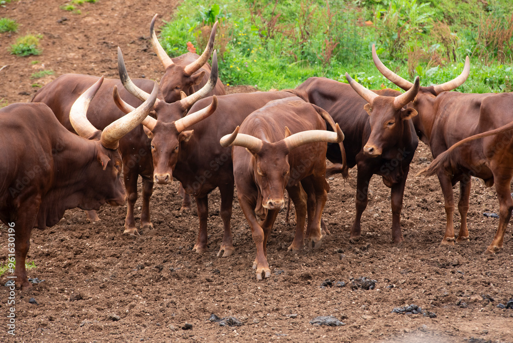 Watusi flock