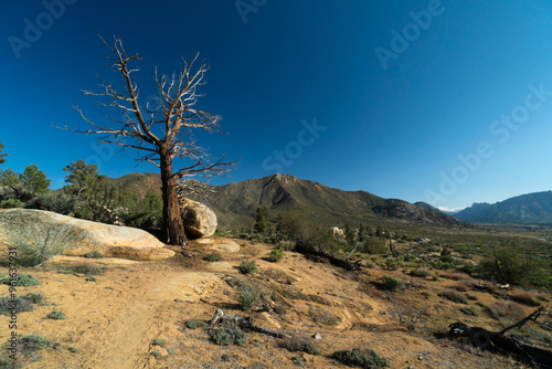 A lone tree stands in the desert, surrounded by rocks and dirt