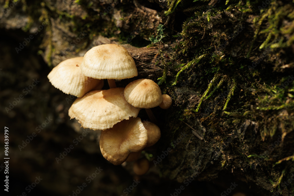 Close-up of white mushroom family on a branch and moss Close-up of white mushroom family on a branch and moss