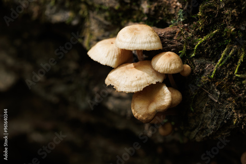 Close-up of white mushroom family on a branch