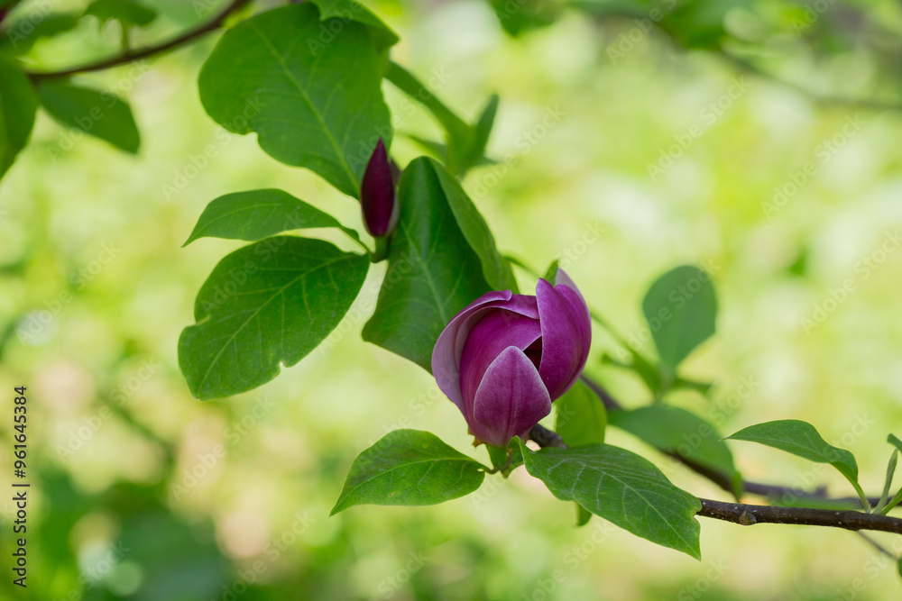 Abundant blooming of Pink flowers of Chinese magnolia or saucer, Magnolia x soulangeana, early spring, natural floral pink background, selective focus. Abundant blooming of Pink flowers of Chinese magnolia or saucer, Magnolia x soulangeana, early spring, natural floral pink background, selective focus.