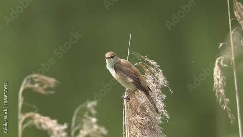 A bird sits on a reed and sings. The great reed warbler (Acrocephalus arundinaceus) is a Eurasian bird in the passerine genus Acrocephalus. photo