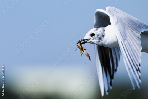 スナモグリを捕らえたズグロカモメの飛翔 photo