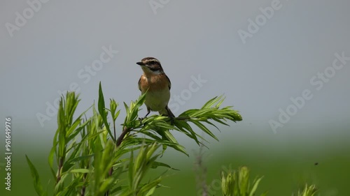 Bird swinging on grass. Close-up, video with sound (bird voices). The whinchat (Saxicola rubetra) is a small migratory passerine bird breeding in Europe and western Asia.