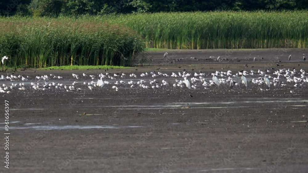 A reservoir with a huge number of different water birds (herons, storks, sandpipers, ducks, seagulls, cormorants, terns and others) A reservoir with a huge number of different water birds (herons, storks, sandpipers, ducks, seagulls, cormorants, terns and others)