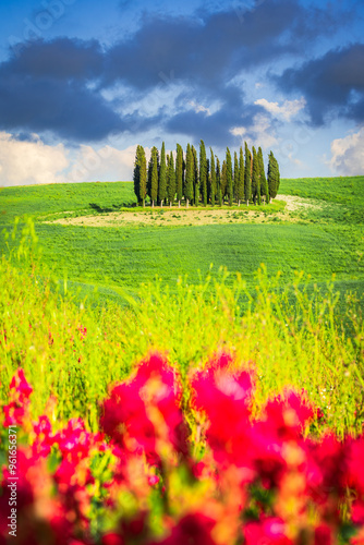 Val d'Orcia, Tuscany. Circle of Cypresses in San Quirico d'Orcia, beautiful spring tuscan landscape in Italy.