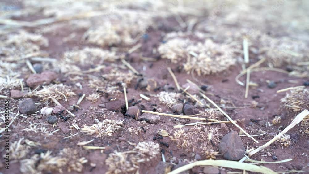 Close up macro view of black ants hill working on ground nest, animal insect wildlife Close up macro view of black ants hill working on ground nest, animal insect wildlife