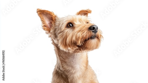 A close-up of a dog with a curious expression against a white background.