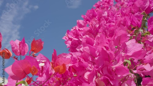 Vibrant pink bougainvillea flowers under a clear blue sky, with some leaves showing a hint of orange.