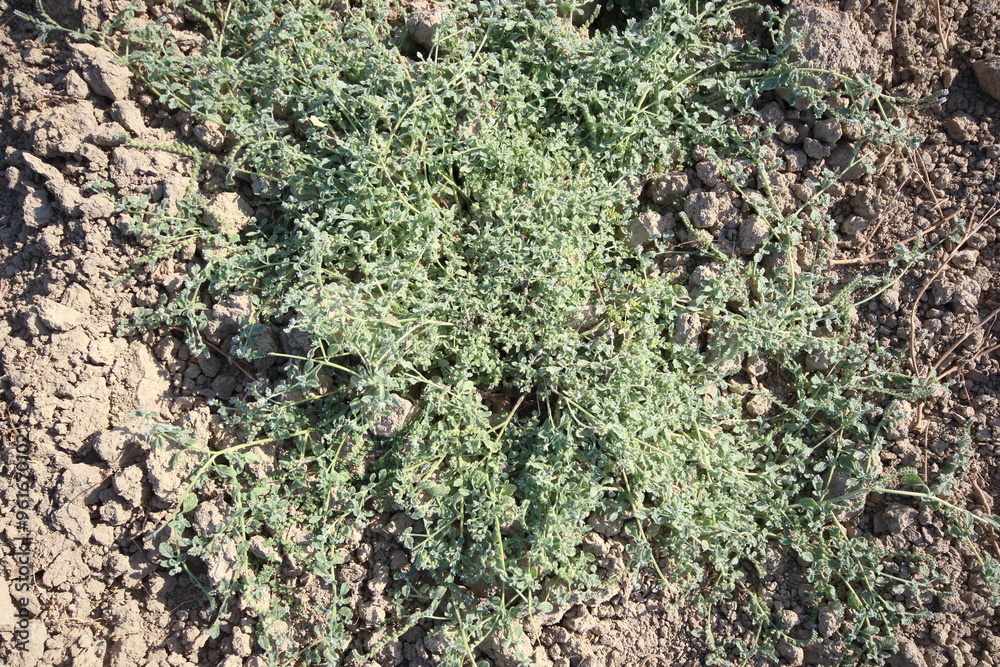 invasive Prostrate heliotrope (Heliotropium sp.) weed in the field invasive Prostrate heliotrope (Heliotropium sp.) weed in the field