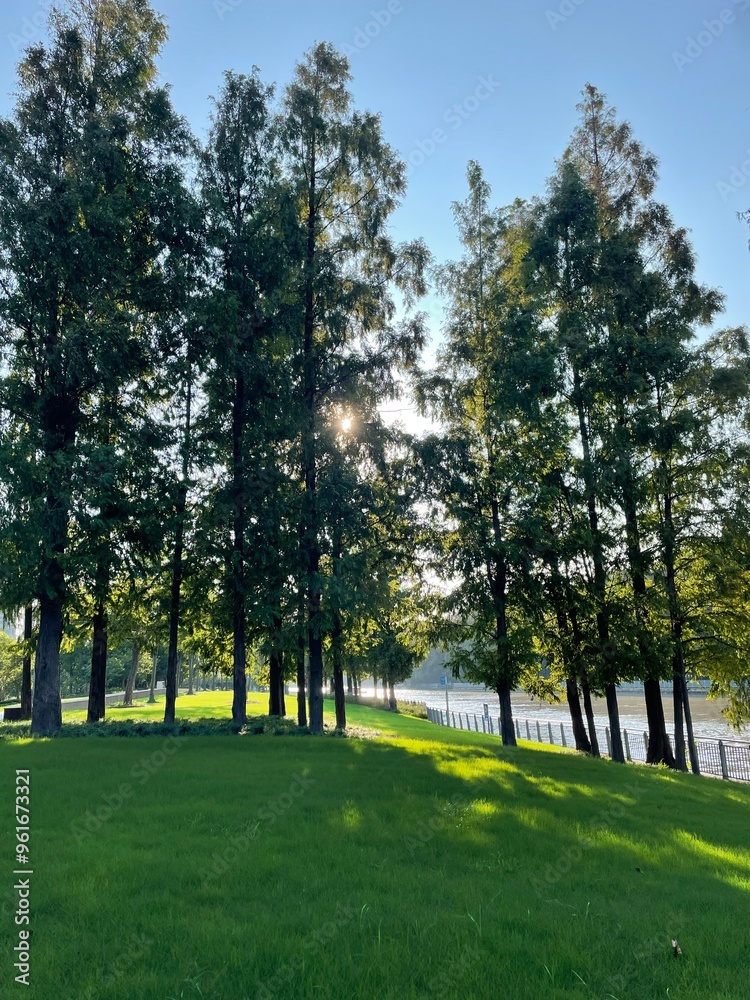 metasequoia trees green grass in the sunset metasequoia trees green grass in the sunset