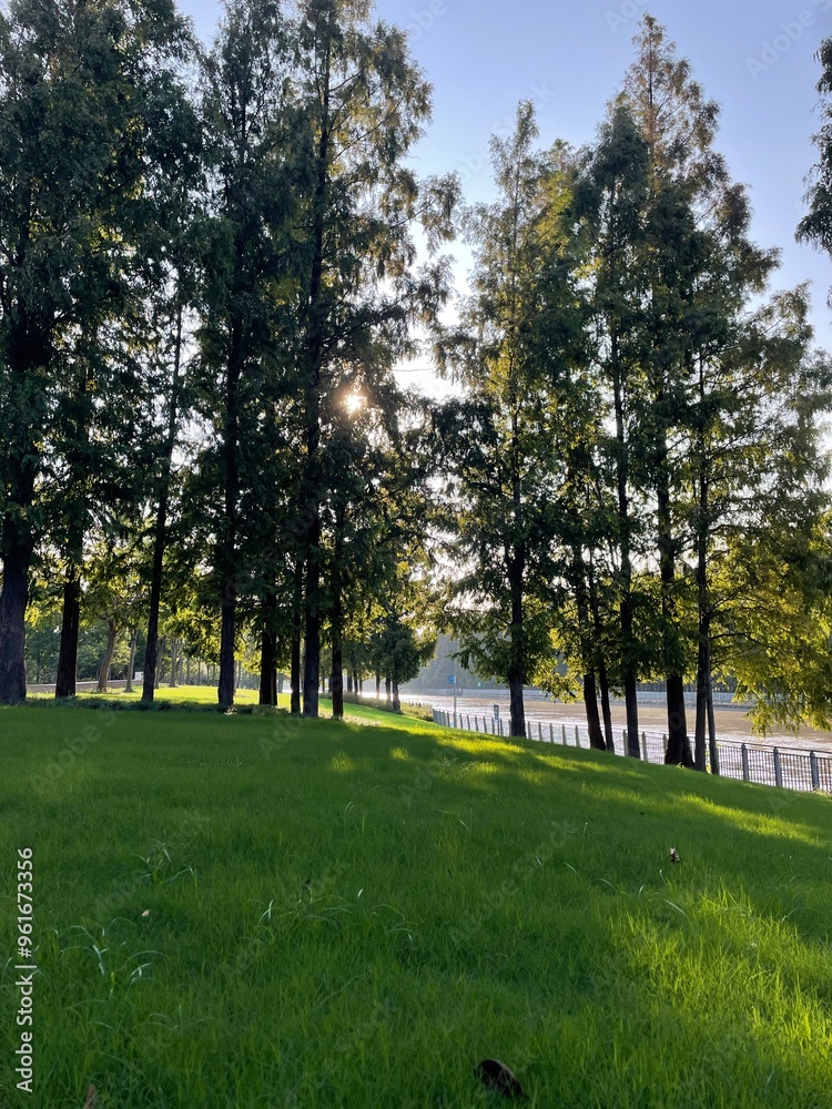metasequoia trees green grass in the sunset metasequoia trees green grass in the sunset
