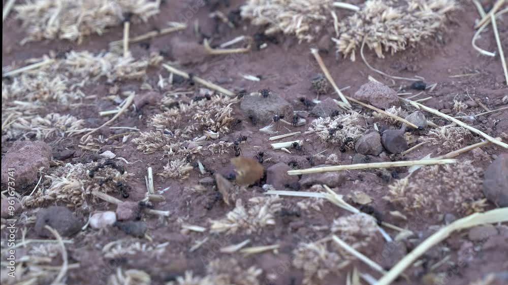 Close up macro view of black ants hill working on ground nest, animal insect wildlife