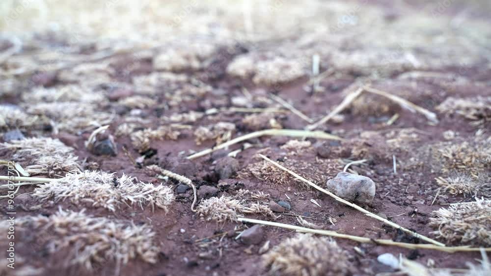Close up macro view of black ants hill working on ground nest, animal insect wildlife Close up macro view of black ants hill working on ground nest, animal insect wildlife