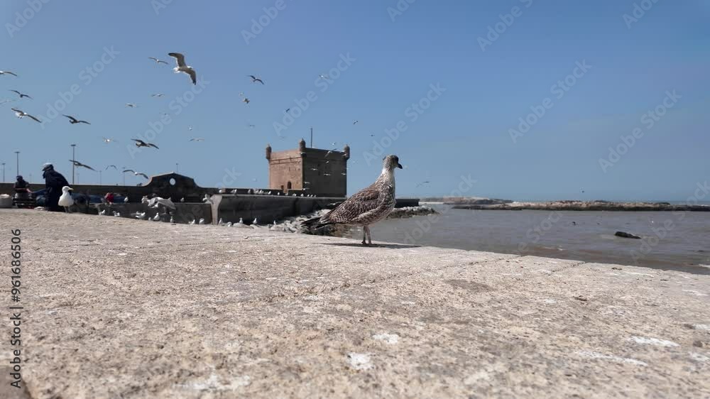 Port of Essaouira, Morocco: September 9, 2024 Port of Essaouira, Morocco: September 9, 2024