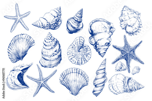 Minimalist hand drawn seashells vector illustration collection. Art for greeting cards, wedding invitations, poster design, postcards, branding, logo design, background