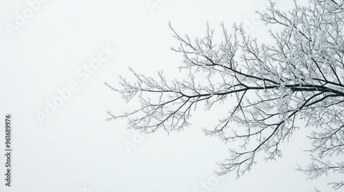 Frost-covered tree branches against a pale winter sky, capturing the cold essence of the season.