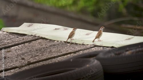 Sparrow on the roof