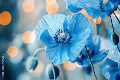 Blue Poppies. Close-Up of Vibrant Blue Poppy Flowers in a Beautiful Garden Setting photo