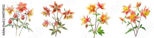 Western Columbine - Wildflower with nodding red and yellow flowers often found in meadows and forests. Isolated on Clear White Background Highly Detailed photo