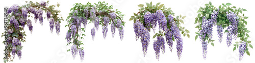Wisteria - Climbing vine with cascading clusters of fragrant purple or white flowers often draping over arbors. Isolated on Clear White Background Highly Detailed 