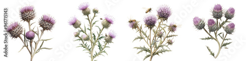 Thistle - Spiny plant with purple pink or white flower heads attracting pollinators like bees and butterflies. Isolated on Clear White Background Highly Detailed  photo